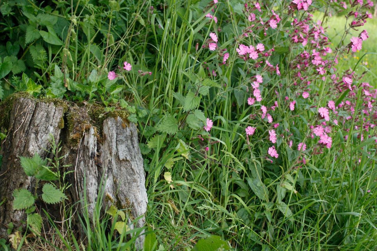 Odle Farm Βίλα Honiton Εξωτερικό φωτογραφία